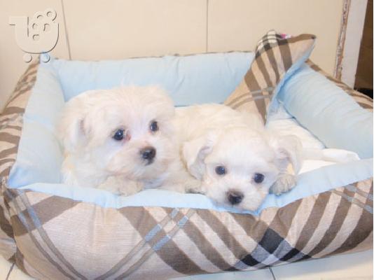 PoulaTo: Maltese